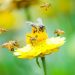 Día Mundial de las Abejas: ¿por qué se celebra el 20 de mayo?