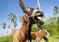 Día Mundial del Burro: Un cuadrúpedo noble, carismático y peculiar