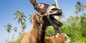 Día Mundial del Burro: Un cuadrúpedo noble, carismático y peculiar