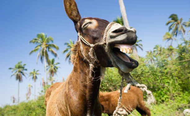 Día Mundial del Burro: Un cuadrúpedo noble, carismático y peculiar