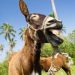 Día Mundial del Burro: Un cuadrúpedo noble, carismático y peculiar