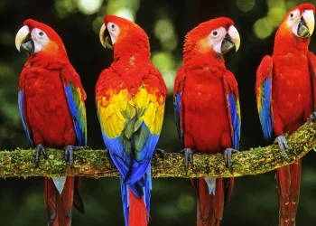 31 de mayo: Día Mundial del Loro