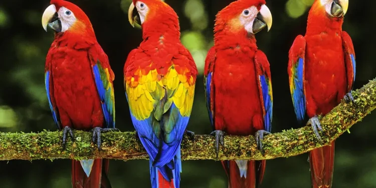 31 de mayo: Día Mundial del Loro