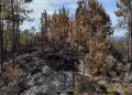 Tres meses de prisión preventiva contra hombre que causó incendio en el Parque Nacional Valle Nuevo