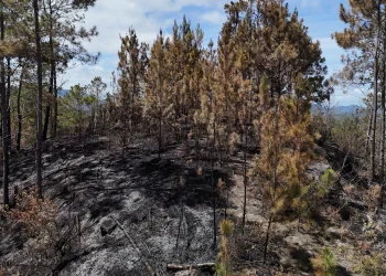 Tres meses de prisión preventiva contra hombre que causó incendio en el Parque Nacional Valle Nuevo