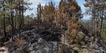 Tres meses de prisión preventiva contra hombre que causó incendio en el Parque Nacional Valle Nuevo