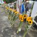 Alcaldía del DN coloca nuevas flores y renueva altar Jet Set previo a cumplirse segundo mes de la tragedia