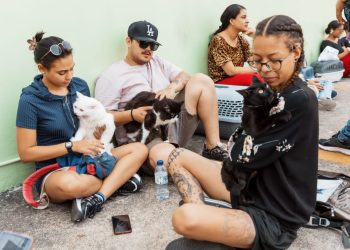 Alcaldía del Distrito Nacional continúa jornada de bienestar para perros y gatos