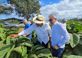 En RD existen 29 zonas tabacaleras en 15 provincias, informa Intabaco