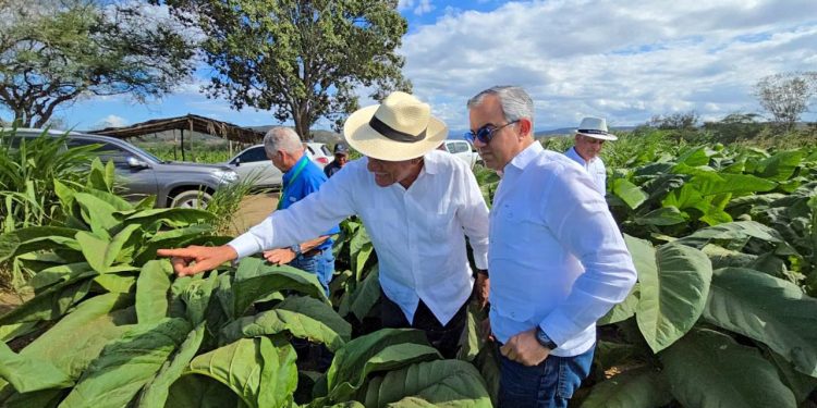En RD existen 29 zonas tabacaleras en 15 provincias, informa Intabaco