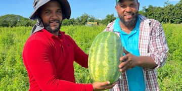 República Dominicana marca un hito en la agricultura con semillas de sandía de alto rendimiento