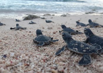 La Fundación Eco-Bahía protege más de 100.000 crías de tortugas marinas en 2024 y supera los dos millones desde su creación