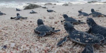 La Fundación Eco-Bahía protege más de 100.000 crías de tortugas marinas en 2024 y supera los dos millones desde su creación
