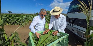 RD cuenta con 29 zonas tabacaleras distribuidas en 15 provincias, informa Intabaco