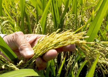 ADOFA garantiza cosecha y asegura este año no ha sido necesario importación de arroz