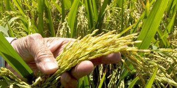 ADOFA garantiza cosecha y asegura este año no ha sido necesario importación de arroz