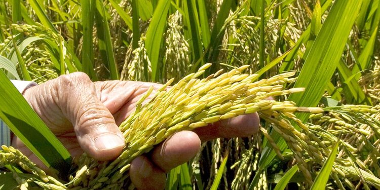 ADOFA garantiza cosecha y asegura este año no ha sido necesario importación de arroz