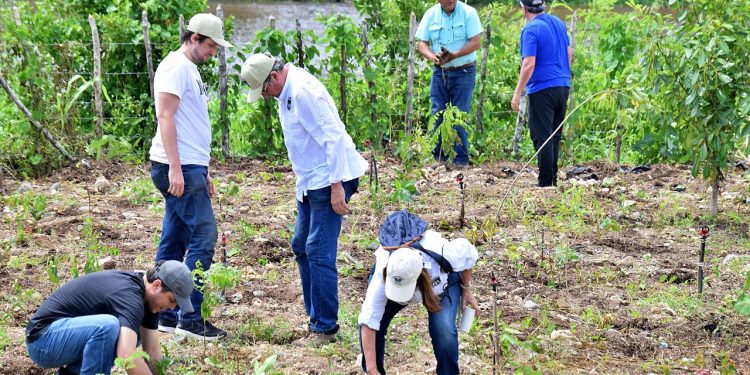 Fundación Ex Alumnos Loyola 79 concluye jornada de siembra en Domingo Savio con más de 5,500 árboles nativos