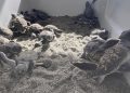 Acuario Nacional libera 69 tortugas verdes en la playa de Güibia