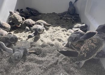Acuario Nacional libera 69 tortugas verdes en la playa de Güibia