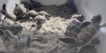 Acuario Nacional libera 69 tortugas verdes en la playa de Güibia