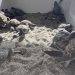 Acuario Nacional libera 69 tortugas verdes en la playa de Güibia