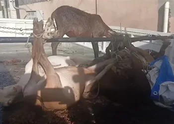 Apresan cuatreros mientras robaban chivos y ovejos en comunidad de Moca