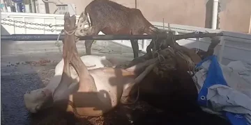 Apresan cuatreros mientras robaban chivos y ovejos en comunidad de Moca