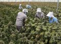 Gobierno colombiano permite venta de cannabis en farmacias