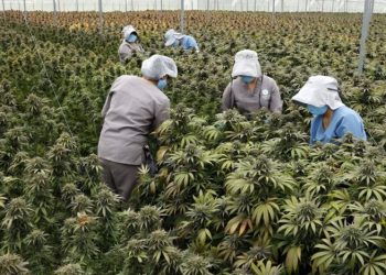 Gobierno colombiano permite venta de cannabis en farmacias