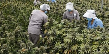 Gobierno colombiano permite venta de cannabis en farmacias