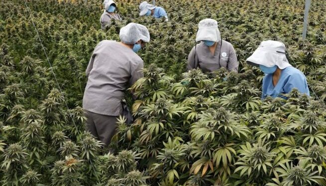 Gobierno colombiano permite venta de cannabis en farmacias