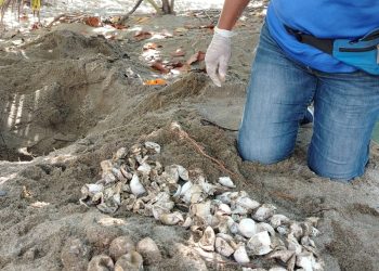 Decenas de tortugas marinas nacen en santuario protegido por la Armada de República Dominicana