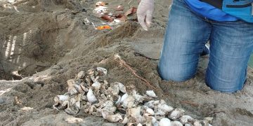 Decenas de tortugas marinas nacen en santuario protegido por la Armada de República Dominicana