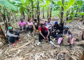 Ejército detecta con drones haitianos indocumentados que se ocultaban en una finca de bananos en Valverde