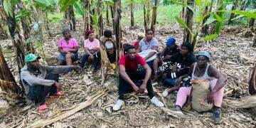 Ejército detecta con drones haitianos indocumentados que se ocultaban en una finca de bananos en Valverde