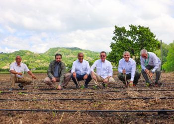 INTABACO inicia Cosecha Tabacalera 2025-2026 con siembra de más de 160 mil tareas