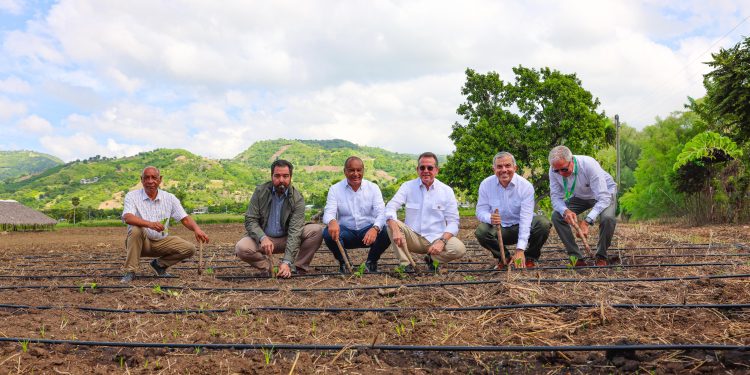 INTABACO inicia Cosecha Tabacalera 2025-2026 con siembra de más de 160 mil tareas