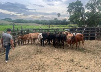 Policía Nacional recupera 34 becerros sustraídos mediante estafa en Nagua, provincia María Trinidad Sánchez