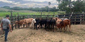 Policía Nacional recupera 34 becerros sustraídos mediante estafa en Nagua, provincia María Trinidad Sánchez