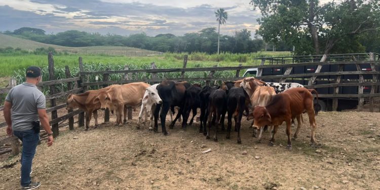 Policía Nacional recupera 34 becerros sustraídos mediante estafa en Nagua, provincia María Trinidad Sánchez
