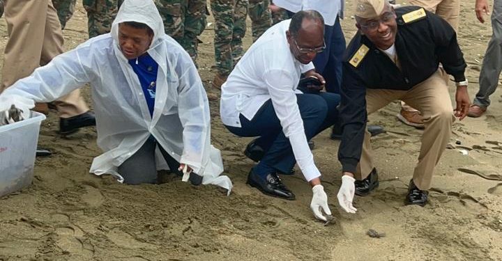 Armada RD en coordinación con acuario nacional liberan tortugas marinas en santuario de Sans Souci