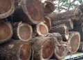 Autoridades incautan madera obtenida ilegalmente en Cotuí