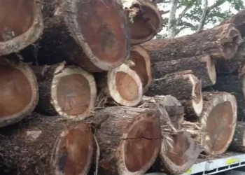 Autoridades incautan madera obtenida ilegalmente en Cotuí