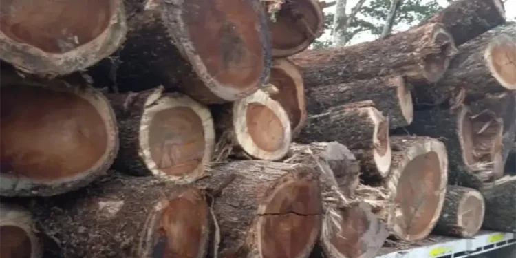 Autoridades incautan madera obtenida ilegalmente en Cotuí