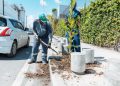 Alcaldía del DN repone árboles que resultaron afectados por lluvias de Melissa
