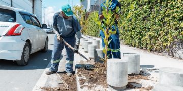 Alcaldía del DN repone árboles que resultaron afectados por lluvias de Melissa