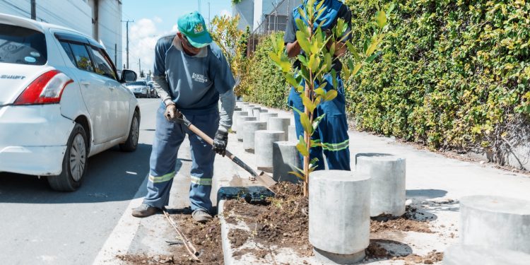 Alcaldía del DN repone árboles que resultaron afectados por lluvias de Melissa
