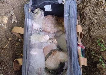 Denuncian envenenamiento de perros captado en cámaras y someterán a la justicia al responsable