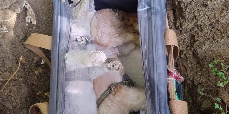 Denuncian envenenamiento de perros captado en cámaras y someterán a la justicia al responsable